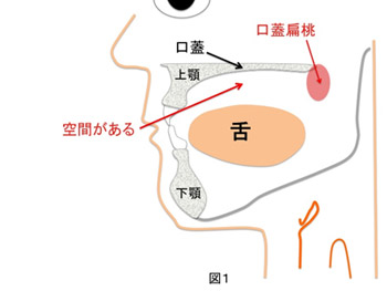 図は顔を横から見たところ