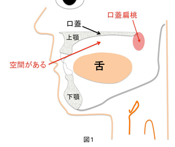 図１：舌にはある程度の隙間があり、口臭が起こりにくい状態