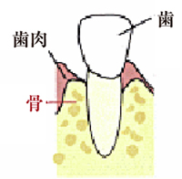 正常な歯周組織の図